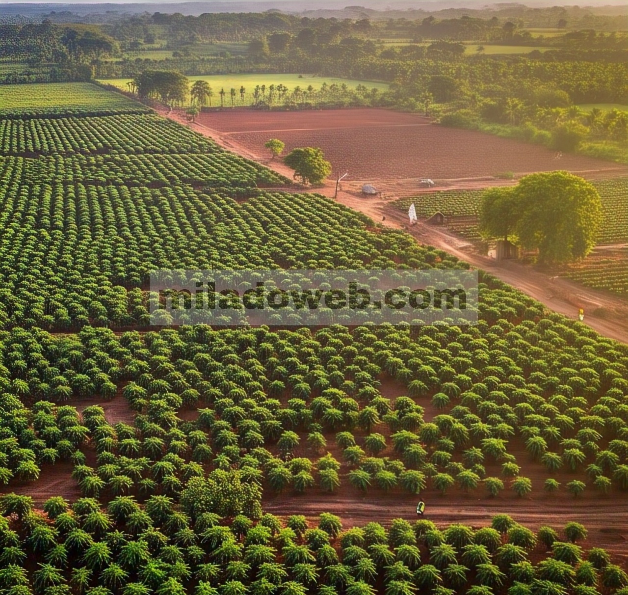 Perkebunan Kakao Internasional Olam, Pantai Gading – 1,5 Juta Hektar